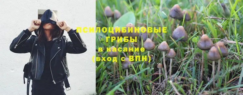 закладка  Рубцовск  Псилоцибиновые грибы Cubensis 