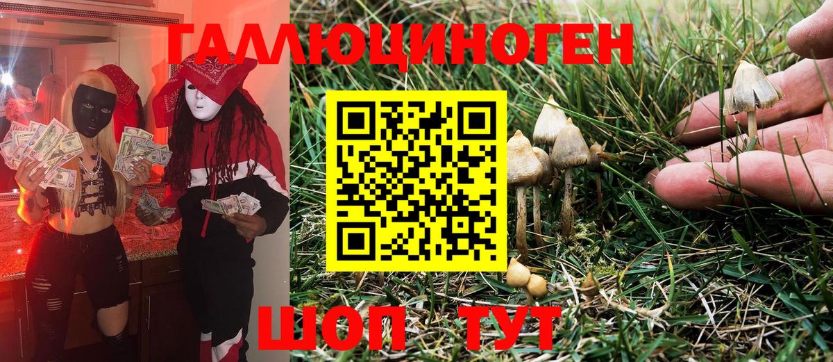 Галлюциногенные грибы Psilocybine cubensis  Рубцовск 