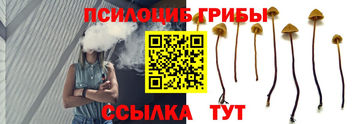 Галлюциногенные грибы Psilocybe Рубцовск